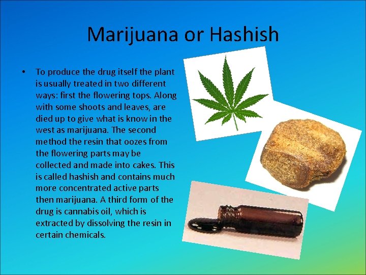 Marijuana or Hashish • To produce the drug itself the plant is usually treated