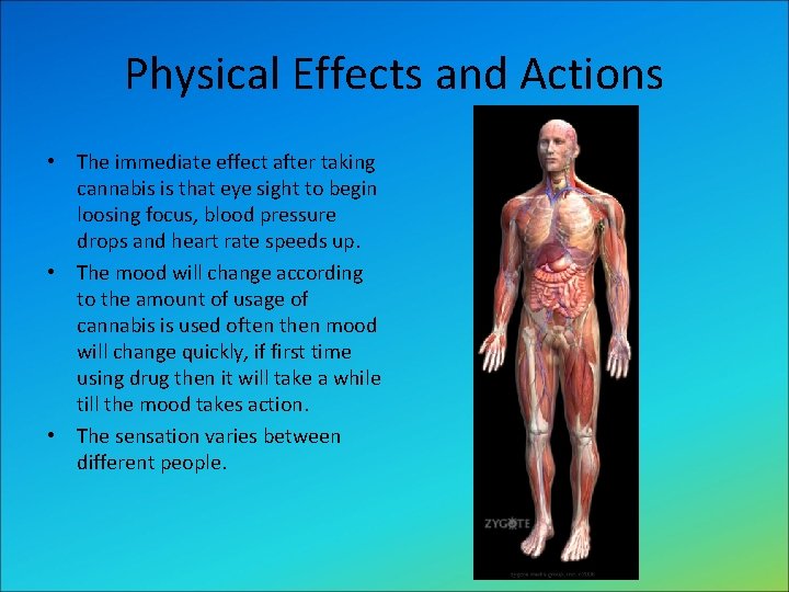 Physical Effects and Actions • The immediate effect after taking cannabis is that eye