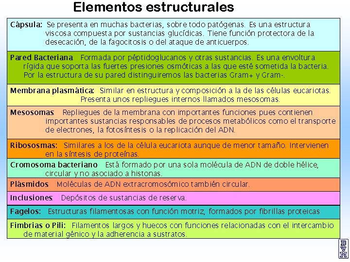 Elementos estructurales Cápsula: Se presenta en muchas bacterias, sobre todo patógenas. Es una estructura