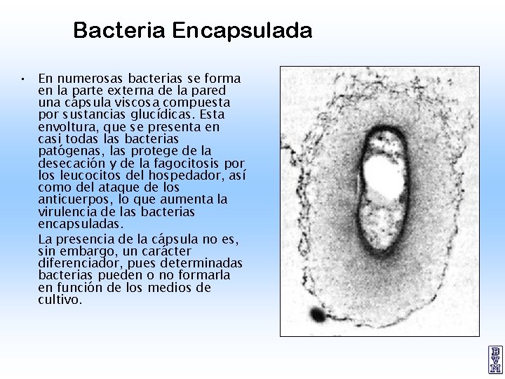 Bacteria Encapsulada • En numerosas bacterias se forma en la parte externa de la