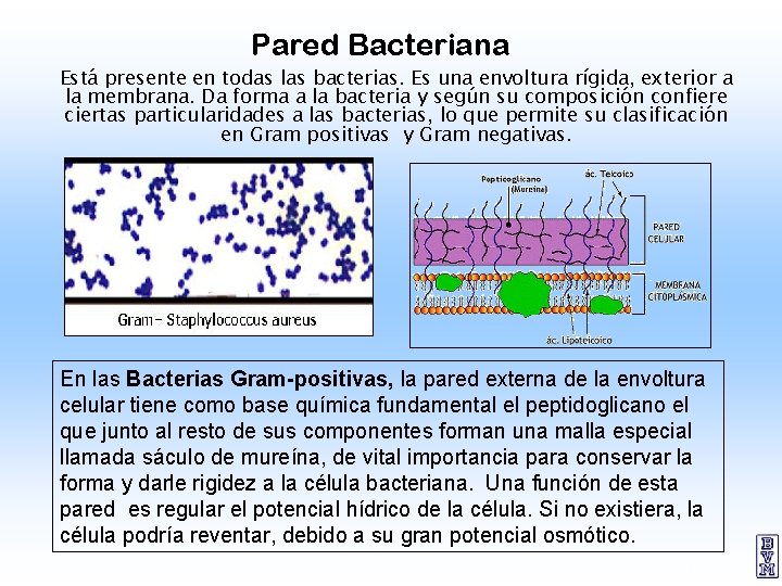 Pared Bacteriana Está presente en todas las bacterias. Es una envoltura rígida, exterior a