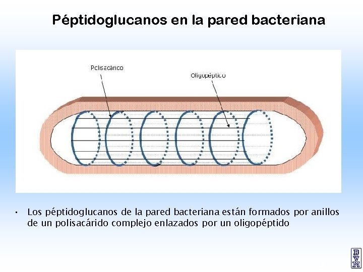 Péptidoglucanos en la pared bacteriana • Los péptidoglucanos de la pared bacteriana están formados