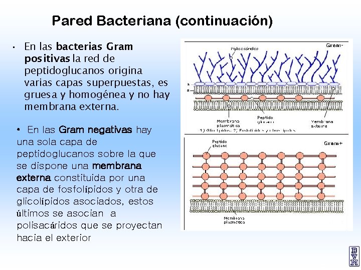Pared Bacteriana (continuación) • En las bacterias Gram positivas la red de peptidoglucanos origina
