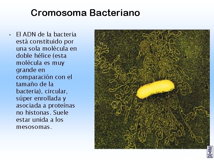 Cromosoma Bacteriano • El ADN de la bacteria está constituido por una sola molécula