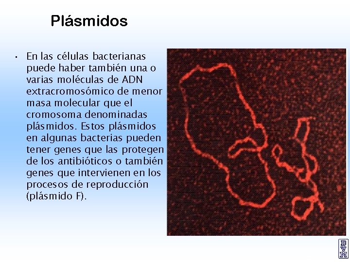 Plásmidos • En las células bacterianas puede haber también una o varias moléculas de