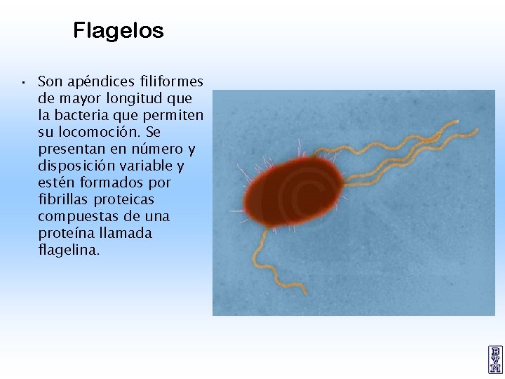 Flagelos • Son apéndices filiformes de mayor longitud que la bacteria que permiten su
