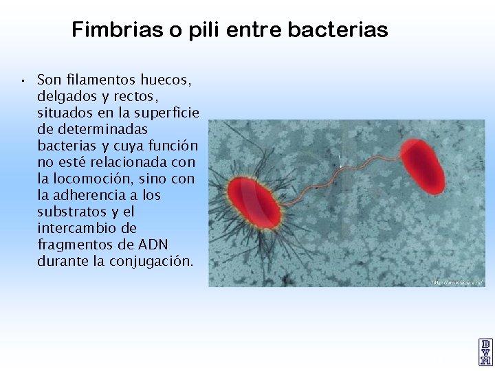 Fimbrias o pili entre bacterias • Son filamentos huecos, delgados y rectos, situados en