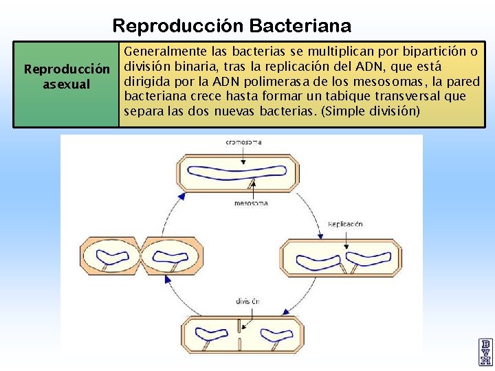 Reproducción Bacteriana Reproducción asexual Generalmente las bacterias se multiplican por bipartición o división binaria,