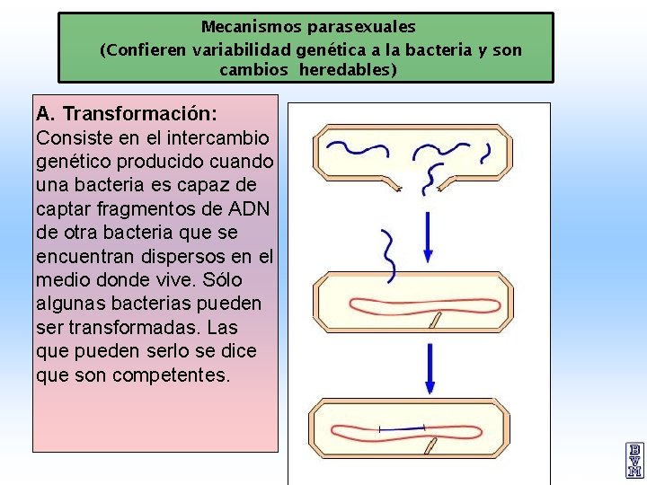 Mecanismos parasexuales (Confieren variabilidad genética a la bacteria y son cambios heredables) A. Transformación:
