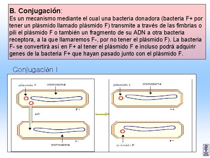 B. Conjugación: Es un mecanismo mediante el cual una bacteria donadora (bacteria F+ por