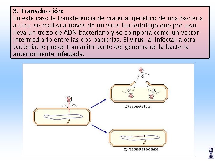 3. Transducción: En este caso la transferencia de material genético de una bacteria a