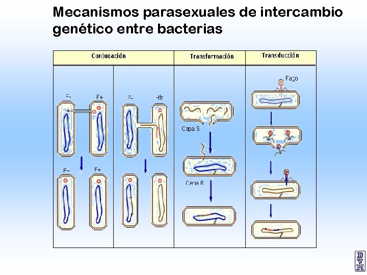 Mecanismos parasexuales de intercambio genético entre bacterias 27 