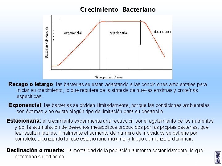 Crecimiento Bacteriano Rezago o letargo: las bacterias se están adaptando a las condiciones ambientales