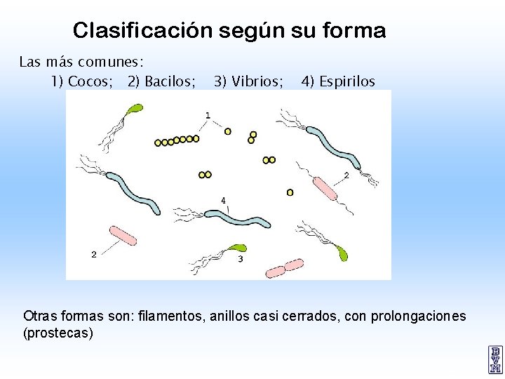 Clasificación según su forma Las más comunes: 1) Cocos; 2) Bacilos; 3) Vibrios; 4)