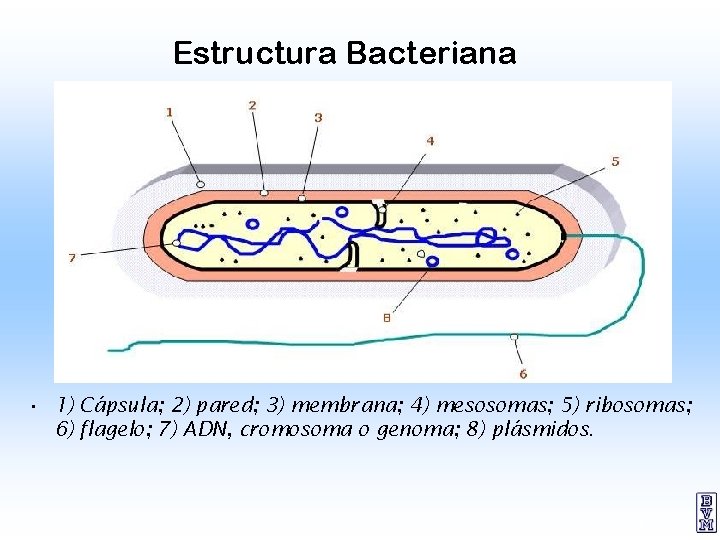 Estructura Bacteriana • 1) Cápsula; 2) pared; 3) membrana; 4) mesosomas; 5) ribosomas; 6)
