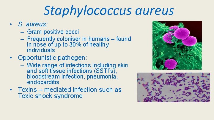 Staphylococcus aureus • S. aureus: – Gram positive cocci – Frequently coloniser in humans
