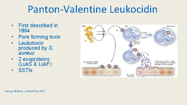 Panton-Valentine Leukocidin • First described in 1894 • Pore forming toxin • Leukotoxin produced