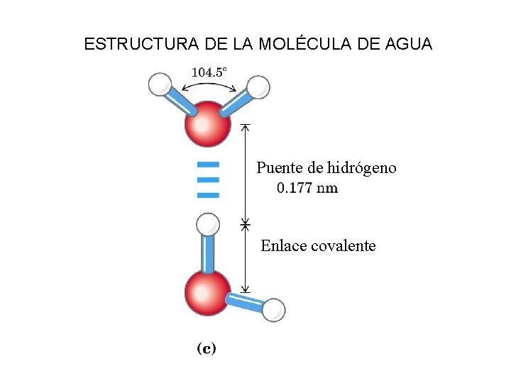 ESTRUCTURA DE LA MOLÉCULA DE AGUA Puente de hidrógeno Enlace covalente 