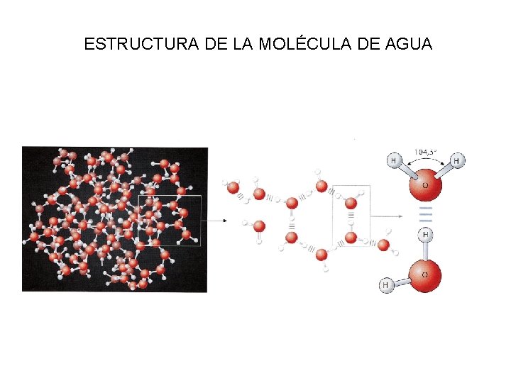 ESTRUCTURA DE LA MOLÉCULA DE AGUA 