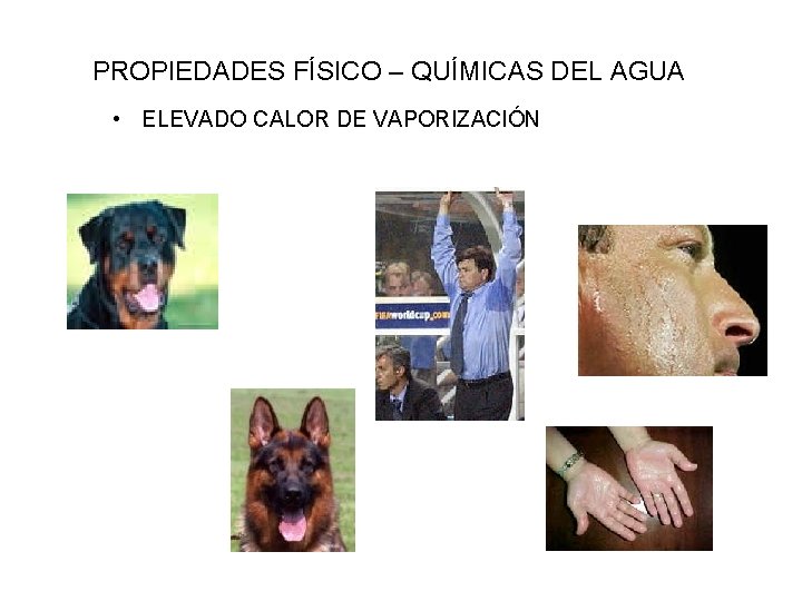 PROPIEDADES FÍSICO – QUÍMICAS DEL AGUA • ELEVADO CALOR DE VAPORIZACIÓN 