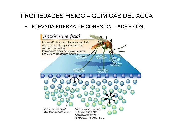PROPIEDADES FÍSICO – QUÍMICAS DEL AGUA • ELEVADA FUERZA DE COHESIÓN – ADHESIÓN. 
