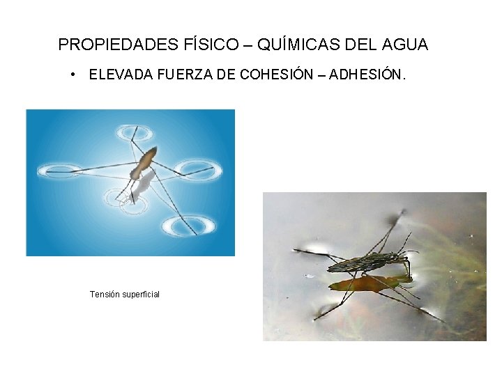 PROPIEDADES FÍSICO – QUÍMICAS DEL AGUA • ELEVADA FUERZA DE COHESIÓN – ADHESIÓN. Tensión