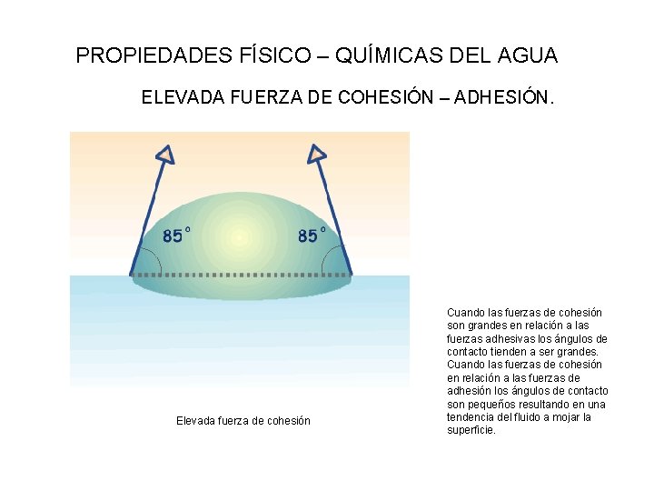PROPIEDADES FÍSICO – QUÍMICAS DEL AGUA ELEVADA FUERZA DE COHESIÓN – ADHESIÓN. Elevada fuerza