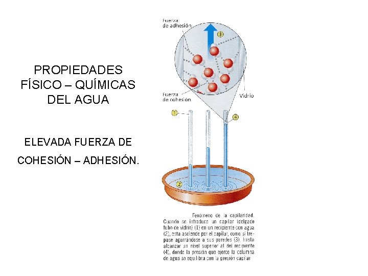 PROPIEDADES FÍSICO – QUÍMICAS DEL AGUA ELEVADA FUERZA DE COHESIÓN – ADHESIÓN. VIDEO SOBRE