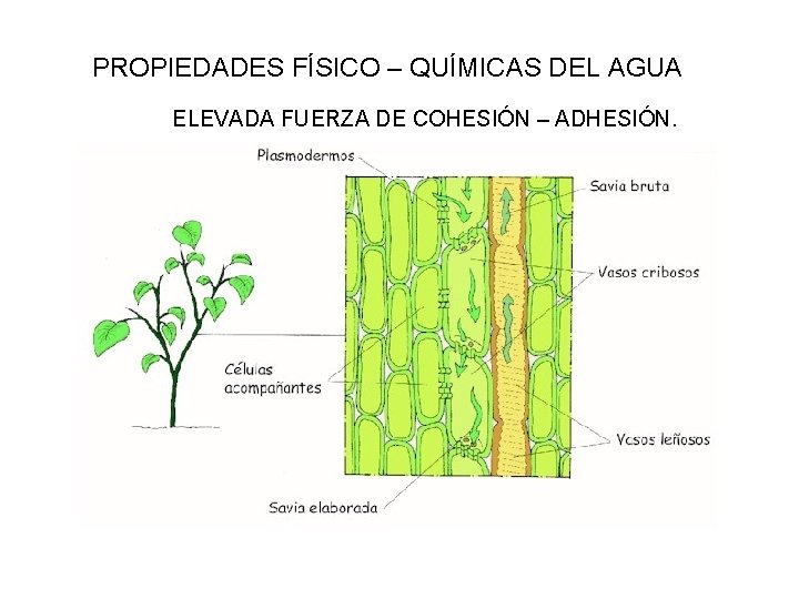 PROPIEDADES FÍSICO – QUÍMICAS DEL AGUA ELEVADA FUERZA DE COHESIÓN – ADHESIÓN. 