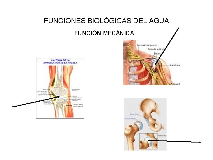 FUNCIONES BIOLÓGICAS DEL AGUA FUNCIÓN MECÁNICA. 