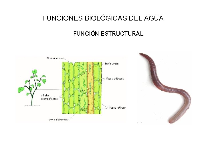 FUNCIONES BIOLÓGICAS DEL AGUA FUNCIÓN ESTRUCTURAL. 