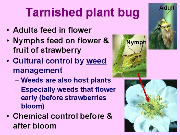 Tarnished plant bug • Adults feed in flower • Nymphs feed on flower &