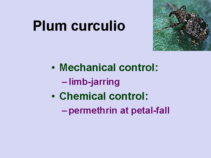 Plum curculio • Mechanical control: – limb-jarring • Chemical control: – permethrin at petal-fall
