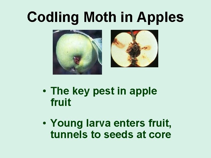 Codling Moth in Apples • The key pest in apple fruit • Young larva