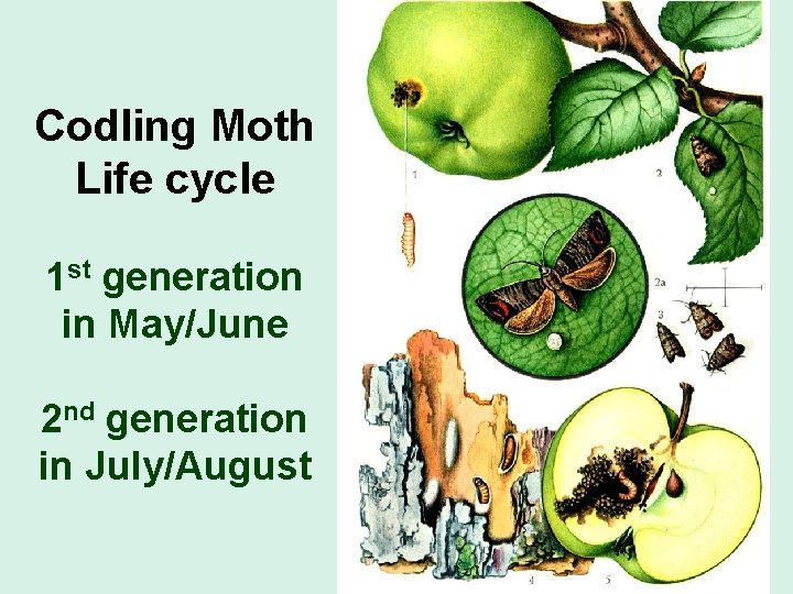 Codling Moth Life cycle larva 1 st generation in May/June 2 nd generation in