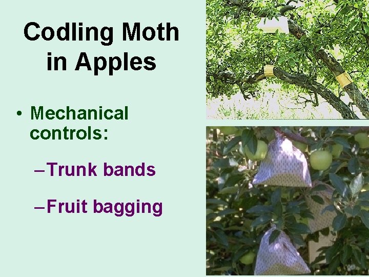Codling Moth in Apples • Mechanical controls: – Trunk bands – Fruit bagging 