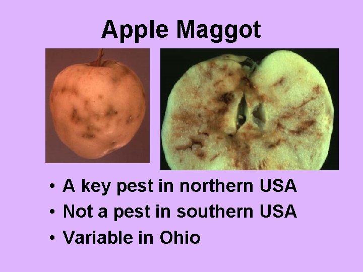 Apple Maggot • A key pest in northern USA • Not a pest in
