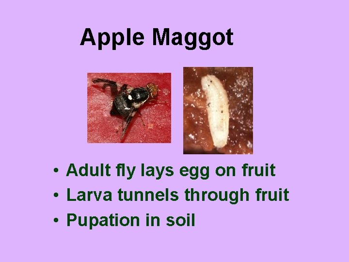 Apple Maggot • Adult fly lays egg on fruit • Larva tunnels through fruit