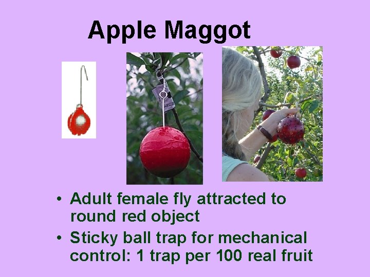 Apple Maggot • Adult female fly attracted to round red object • Sticky ball