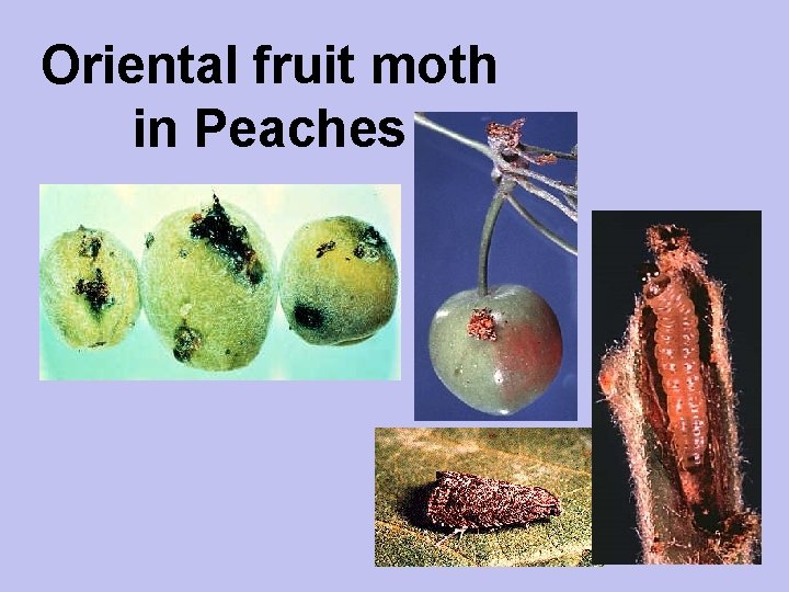 Oriental fruit moth in Peaches 