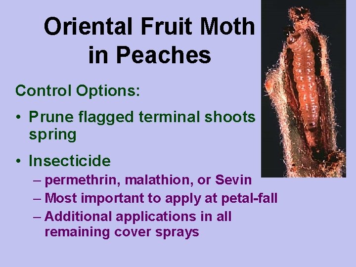 Oriental Fruit Moth in Peaches Control Options: • Prune flagged terminal shoots in spring