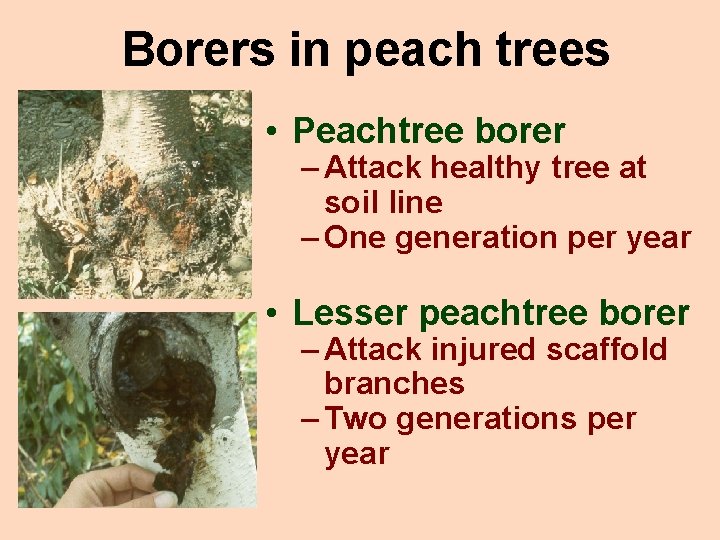 Borers in peach trees • Peachtree borer – Attack healthy tree at soil line