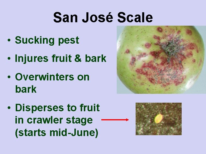 San José Scale • Sucking pest • Injures fruit & bark • Overwinters on