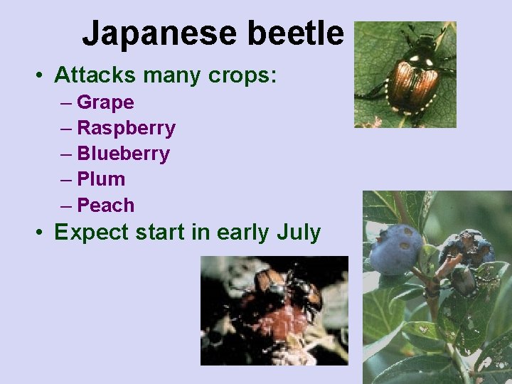 Japanese beetle • Attacks many crops: – Grape – Raspberry – Blueberry – Plum