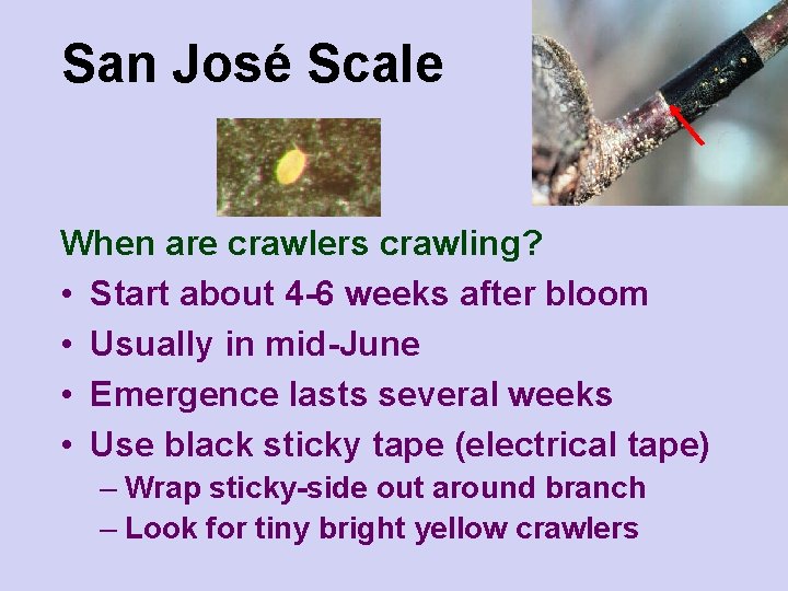 San José Scale When are crawlers crawling? • Start about 4 -6 weeks after