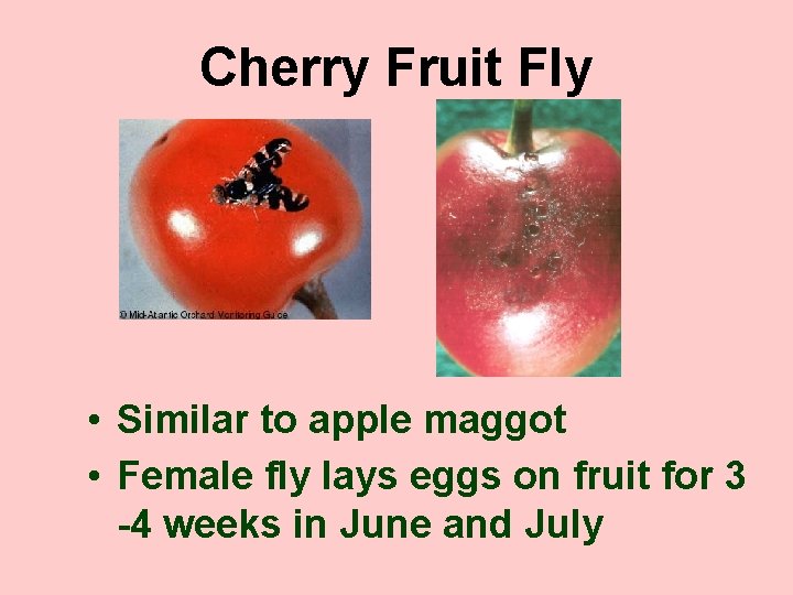 Cherry Fruit Fly • Similar to apple maggot • Female fly lays eggs on