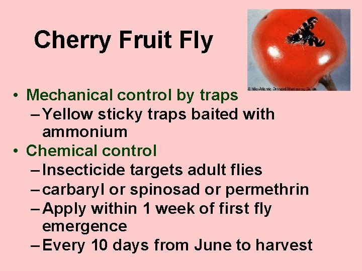 Cherry Fruit Fly • Mechanical control by traps – Yellow sticky traps baited with