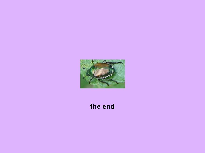 the end 
