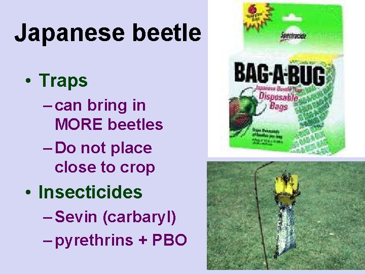 Japanese beetle • Traps – can bring in MORE beetles – Do not place
