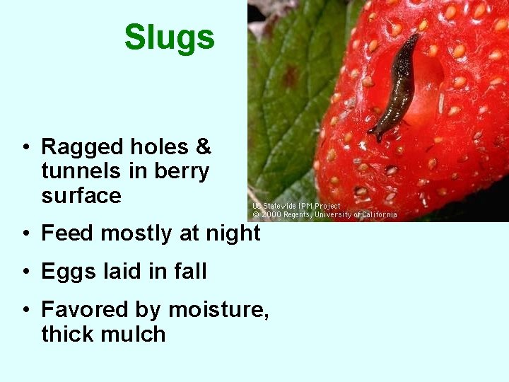 Slugs • Ragged holes & tunnels in berry surface • Feed mostly at night
